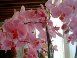 ORCHIDEA