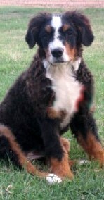 Bovaro Bernese